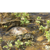 گونه لاکپشت خزری Caspian Pond Turtle